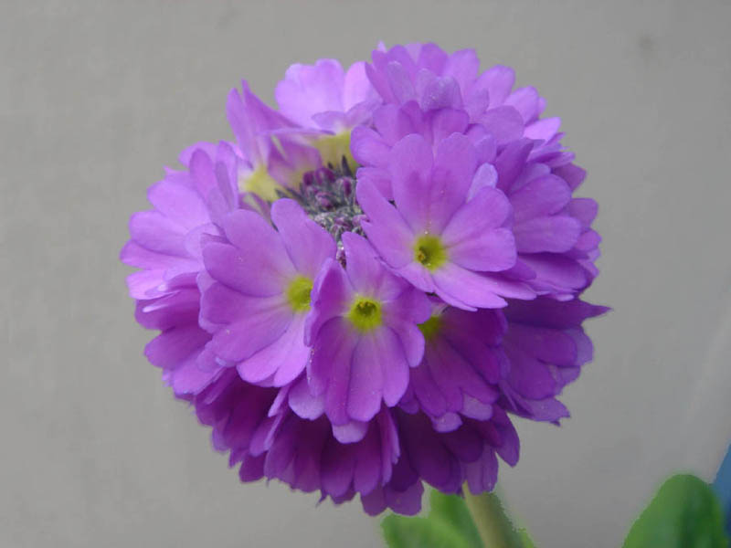 Primula denticulata photo